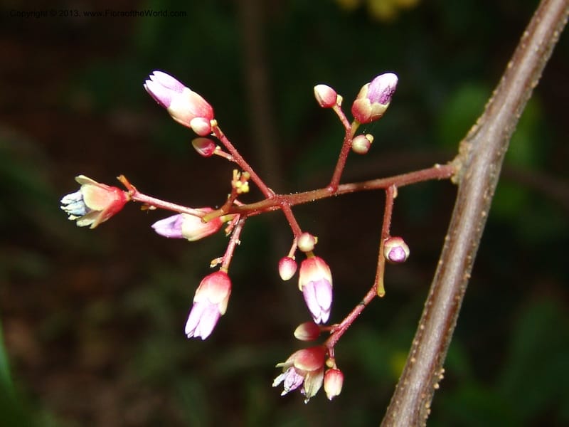 Averrhoa bilimbi--So.Africa. Durban Bot. Garden. 14 Mch 05. 123.jpg