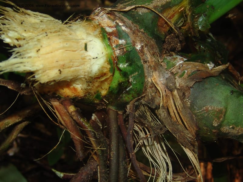 Anthurium clavigerum, AAraujoM1235--Bolivia. Pq. Nac. Madidi. Chalalan. Send. Anta. 30 Nov 04. 068.jpg