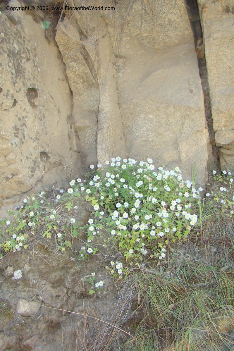 Nemophila kirtleyi, C. Davidson 11355--ID. Idaho Co. Salmon River Rd. 17 May 09. 208.jpg