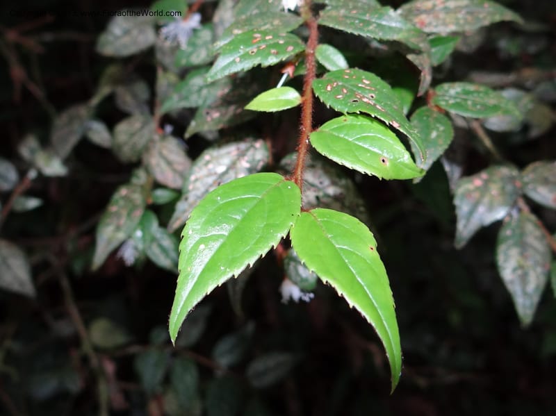 Symplocos, SAN.153214--Malaysia, Sabah. Mt. Kinabalu. 5 Apr 2012. DSC06767 (109).JPG