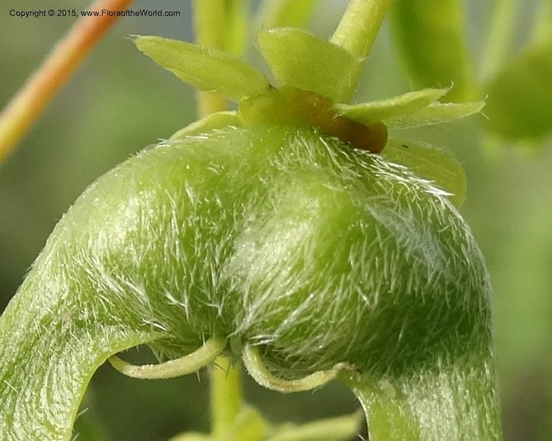 Acer, Boufford, D 43670--China. Sichuan. GuoBaYan, HanBaiYu Shan. 12 May 2014. DSC05373 (218).JPG