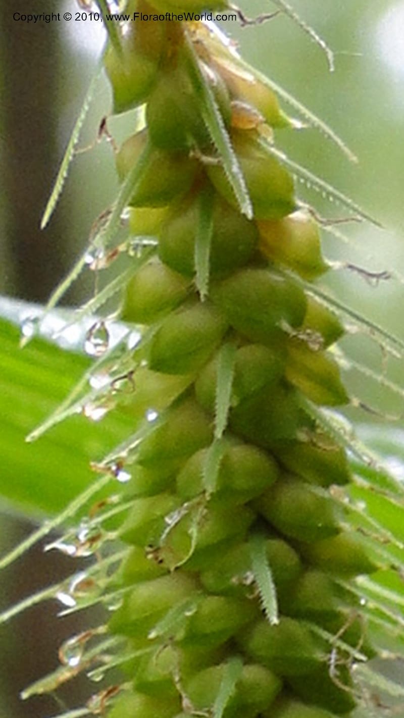 Carex, Mori 27442--North Carolina. Wake Co. Falls Lake. 25 May 2010. 078 (44).jpg