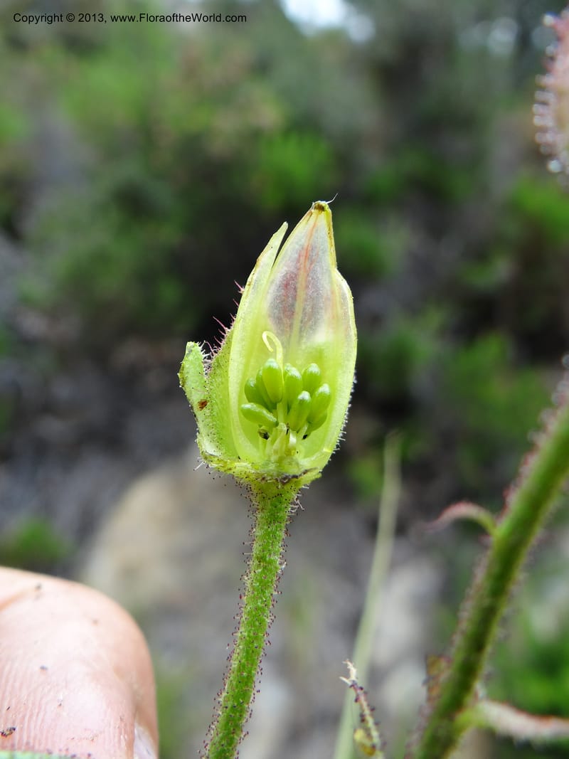 Drosophyllum lusitanicum, Davidson, C 12167--Spain. Andalucia. Parque Natural Alcornocales. 28 May 2013. DSC05381 (31).JPG