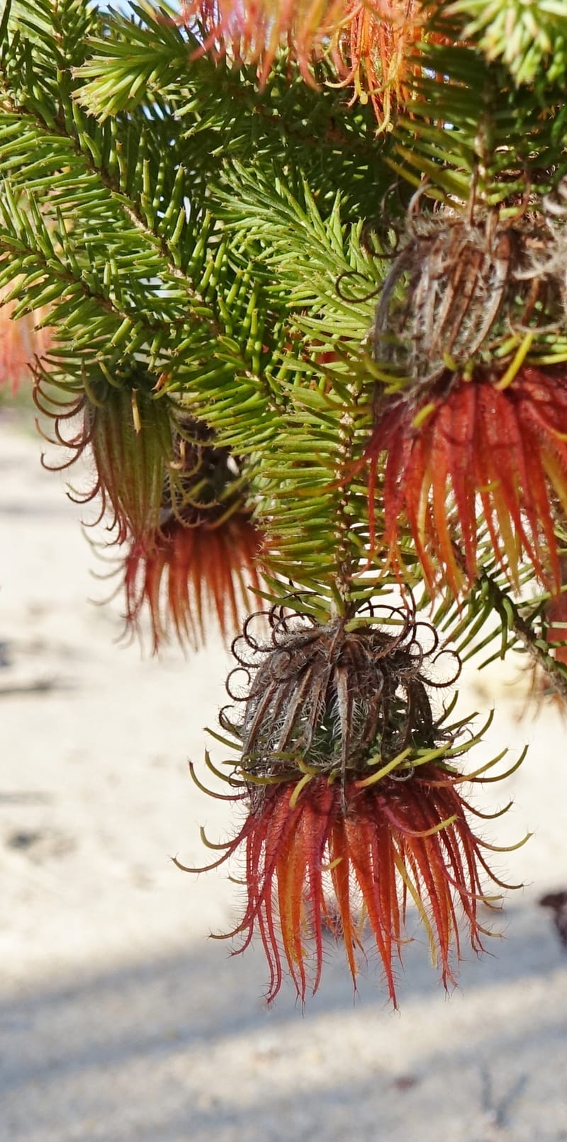 Darwinia, Davidson, C 13419A--Australia. W.A. Tootbardie Rd.-Coorow Rd. 23 Oct 2016. DSC04758 (32).JPG