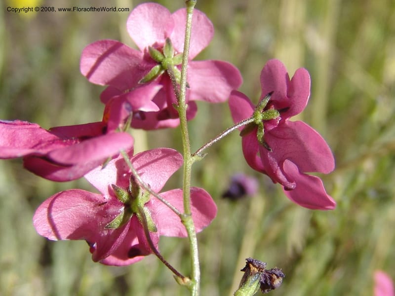 Diascia integerrima--So.Africa. E. Cape. Joubert's Pass, SE of Lady Gray. 9 Mch 05. 151.jpg