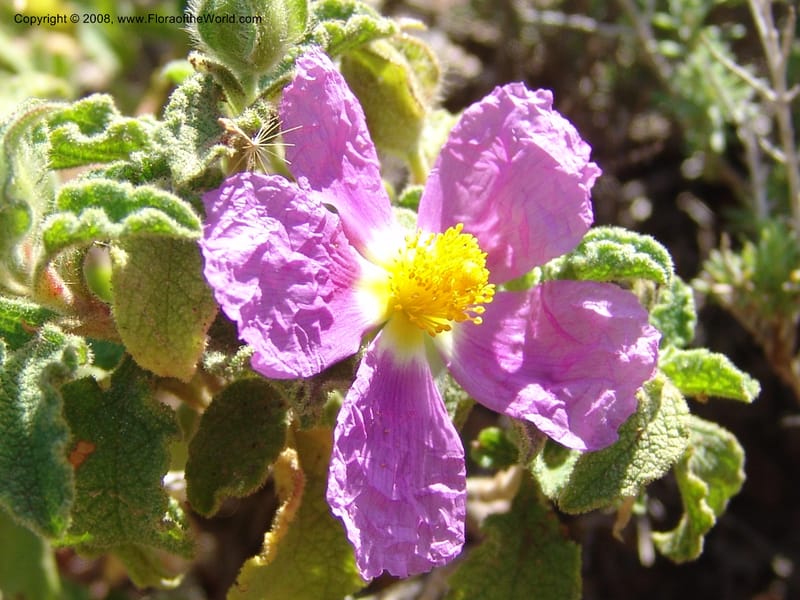 Cistus creticus--Crete. Ep. Kydonia. Akrotiri. Trail Gouvernetos . 23 May 05. 023.jpg