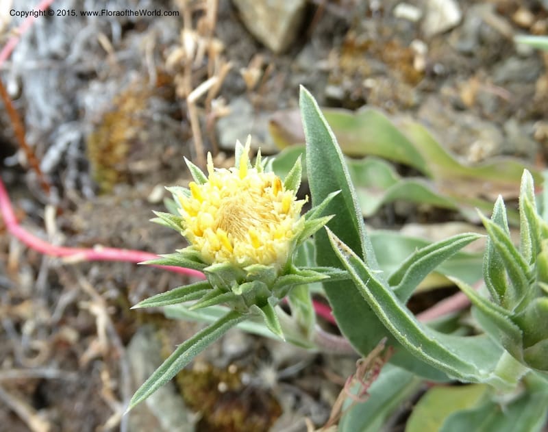 Pyrrocoma, Davidson, C 12630--ID. Idaho Co. Seven Devils Campground. 11 Aug 2014. DSC00412 (22).JPG