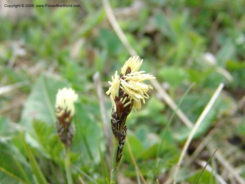 Carex medvedevii--Georgia. Vic. of Tskhrats'karo Pass. 7 Jun 05. 037.jpg