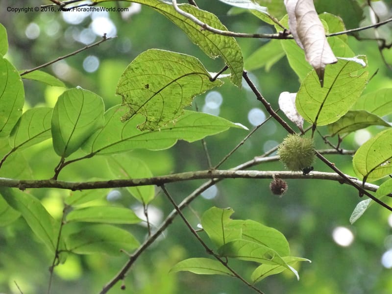Byttneria, Davidson, C 12752--Sabah. Sg. Nelumad. 12 Oct 2014. DSC04383 (220).JPG