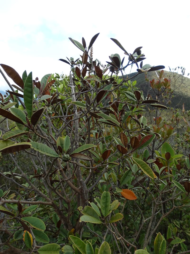 Myrtopsis, Lowry, P 7378--New Caledonia. Mont Dzumac. 12 Nov 2015. DSC01563 (615).JPG