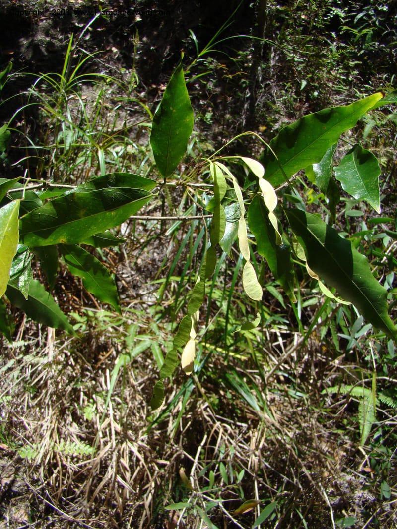 Arthroclianthus, JNLabat3918--New Caledonia. Les Trois Creeks. 13 Nov 07. 056.jpg