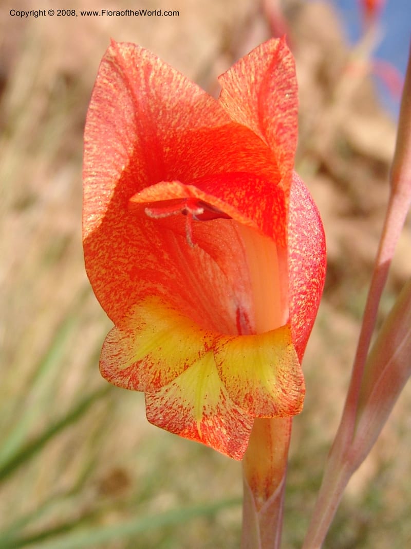Gladiolus dalenii--So.Africa. E. Cape. R58 SE of Lady Grey. 10 Mch 05. 071.jpg