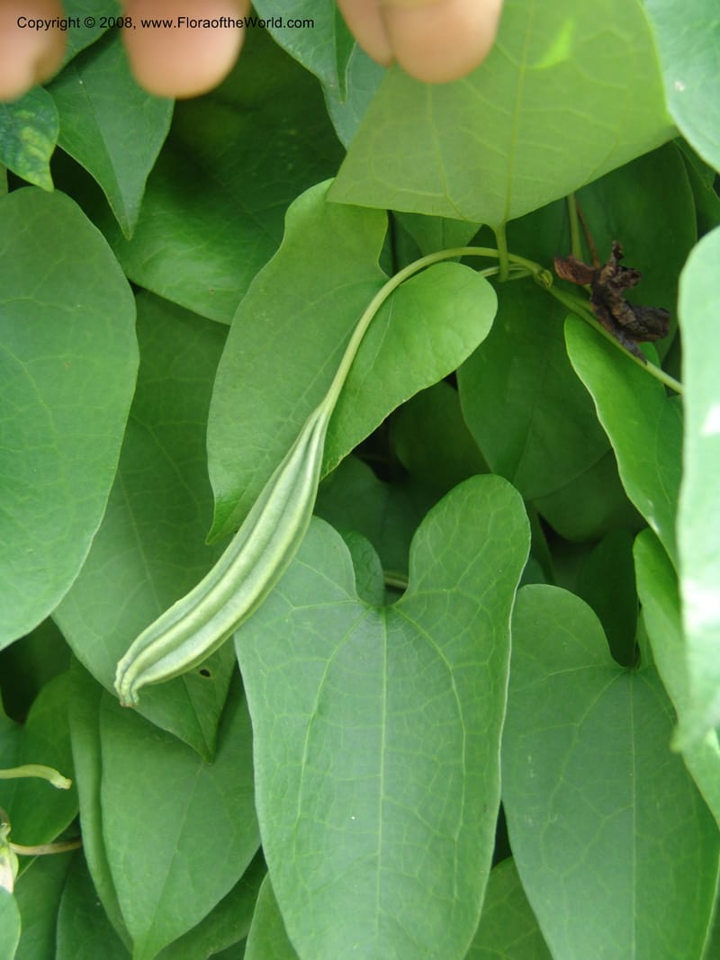 Aristolochia--Cameroon. Limbe Botanic Garden. 12 Oct 04. 125.jpg