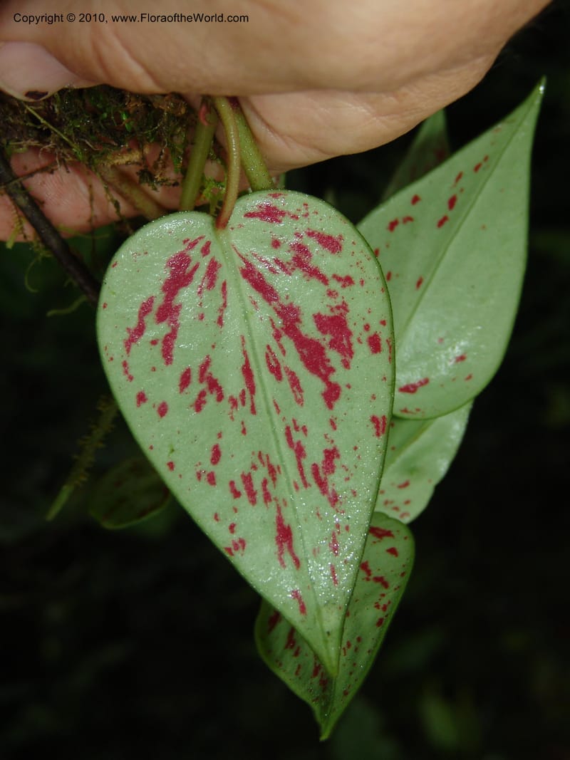 Peperomia, Croat 95716--Ecuador. Maquipucuna Biol. Res. Send. Princip. 11 Mar 06. 107 (10).jpg
