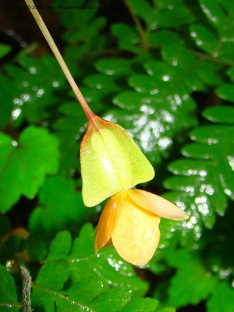 Begonia sutherlandii, RGereau7014--Tanz. Mbeya Rural Distr. Ngozi Crater. 26 Jan 08. 207.jpg