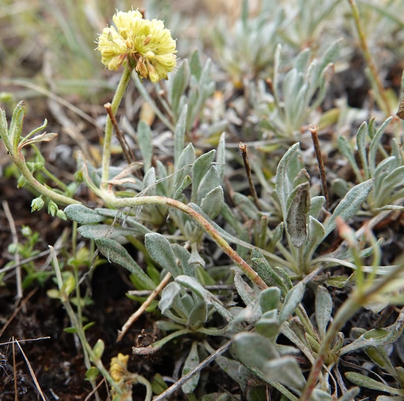 Eriogonum douglasii, C. Davidson 13770--Oregon. Wallowa Co. Upper Camp Creek Canyon. 4 Jun 2018. DSC04733 (111).JPG