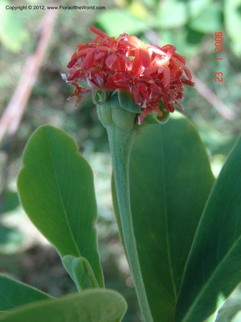 Gnidia daphnifolia, Rogers, Z 954-Madagascar, 23 Jan 2006 006 (3).jpg