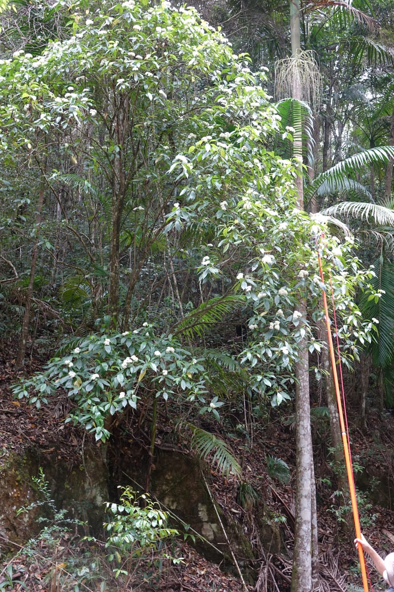 Cuttsia viburnea, Davidson, C 13348--Australia. Qld. Austinville Rd. Stop 4. 17 Oct 2016. DSC02986 (18).JPG