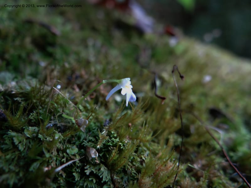 Utricularia, VC 5533--Thailand. Chiang Mai Prov. Doi Pha Hom Pok Nat. Park. 10 Nov 2012. DSC08349 (144).JPG