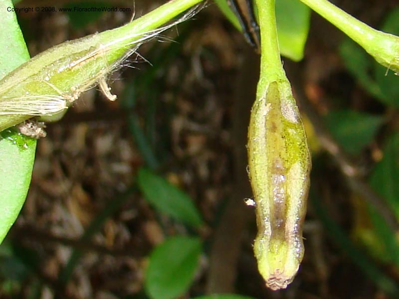 Pisonia umbellifera--Australia. Royal Botanic Garden, Melbourne. 19-20 Mch 08. 063.jpg