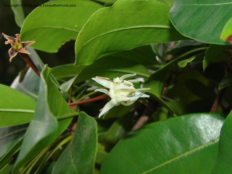 Vitellariopsis marginata--So. Africa. Lowveld Nat. Bot. Gard. 2. 14 Mch 05. 349.jpg