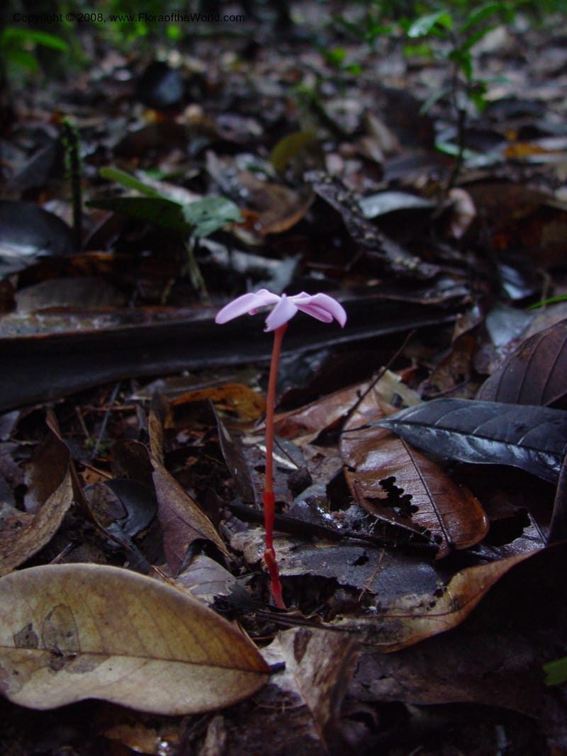 Voyria rosea, not coll.--Fr. Guiana.  Les Nouragues. 15 Mch 02. 002.jpg