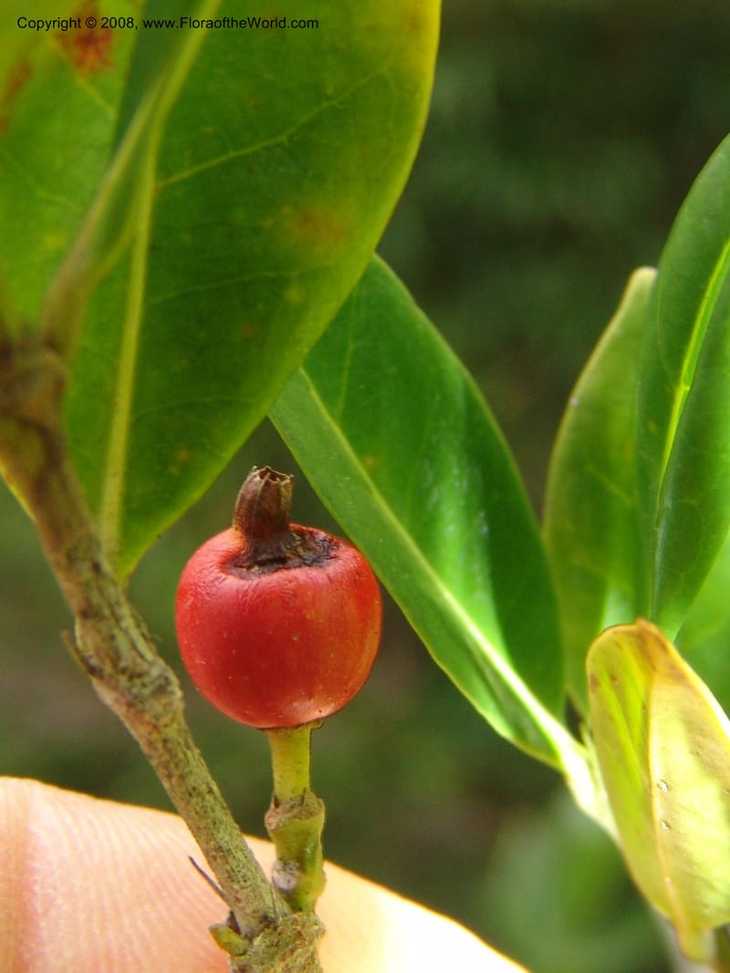 Tricalysia capensis--So.Africa. E. Cape. Umtamvuna Nat. Res. 11 Mch 05. 215.jpg