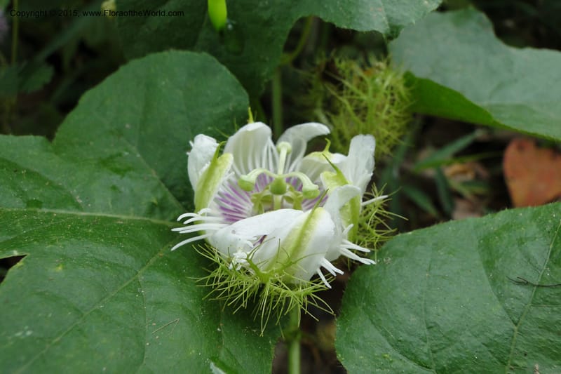 Passiflora foetida, not collected--Viet Nam. Da Ha to Tan Not R. Sta. 14 May 2011. 121 (1).jpg