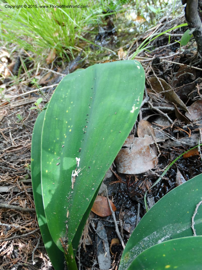 Orontium aquaticum, Davidson, C 13063--South Carolina. Lexington Co. Shellys Pond. 20 May 2015. DSC06625 (91).JPG