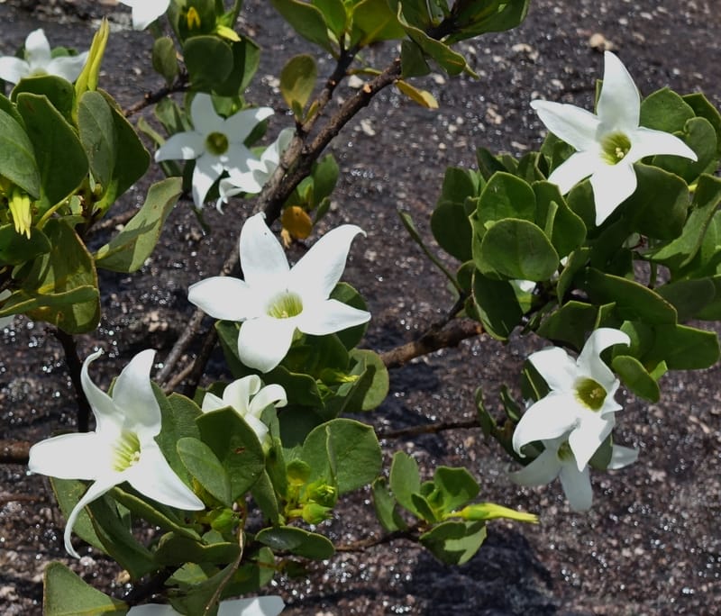 Anthocercis viscosa, Davidson, C 13498--Australia. W. A. Two People's Bay Nat. Res. 29 Oct 2016. DSC06475 (61).JPG
