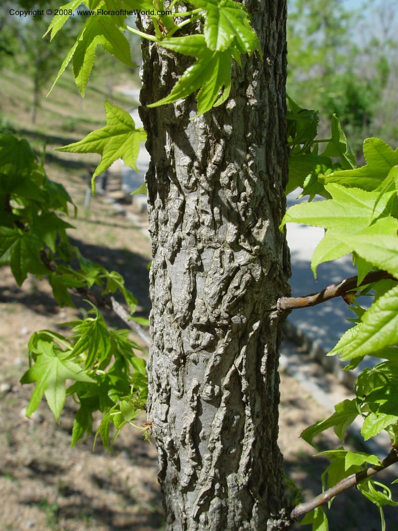 Liquidambar orientalis, 2002.0495--Spain. Barcelona Botanic Garden. 21 Apr 04. 225.jpg