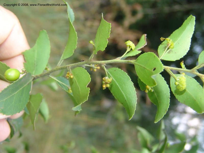 Maytenus peduncularis--So.Africa. Mpumal. Buffelskloof Private Nat. Res. 17 Mch 05. 216.jpg