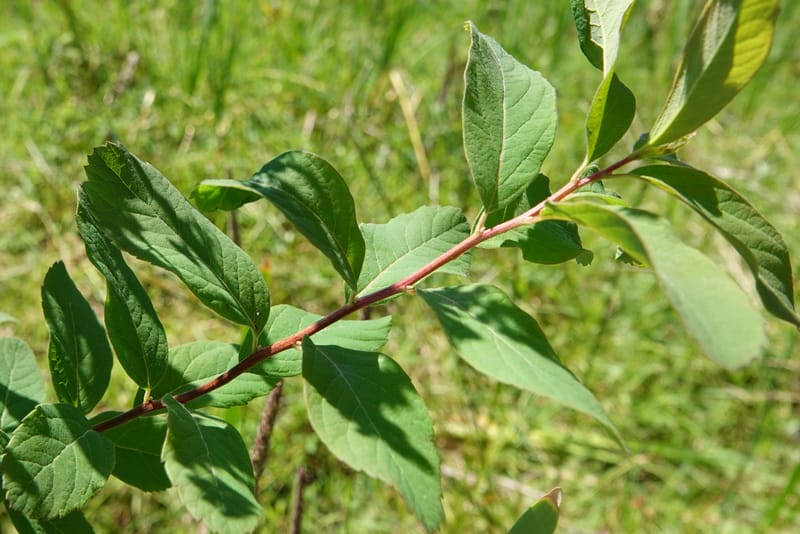 Spiraea douglasii var. menziesii, C. Davidson 13807--ID. Benewah Co. St. Joe R. Rd. Turtle Lake. 8 Jul 2018. DSC05829 (72).JPG