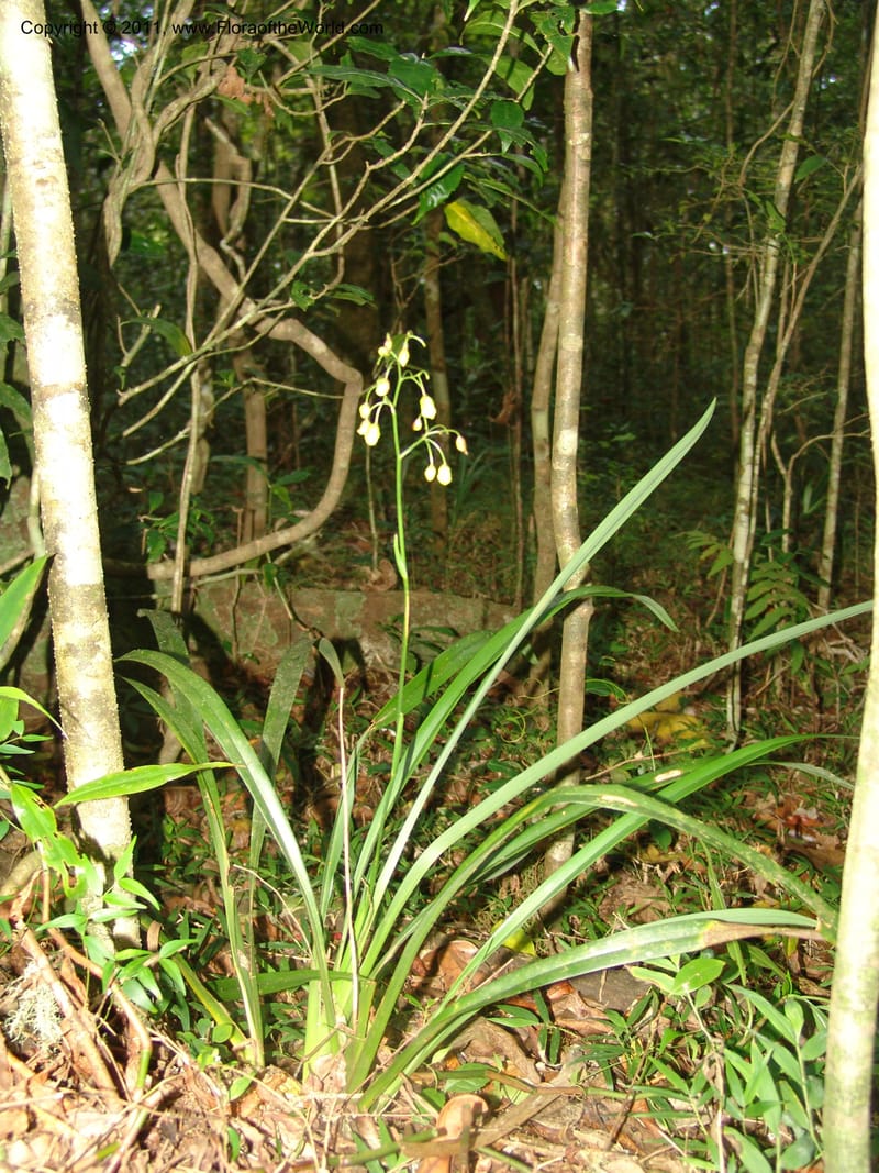 Dianella ensifolia, ROR1594--Madag. Parc Nat. Montagne d'Ambre. 11 Nov 06. 281.jpg