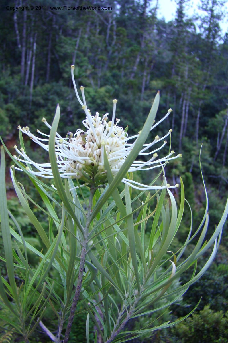 Grevillea exul, M. Callmander 809--New Caledonia. Mont Dore. 20 Jan 2010. 001 (146).jpg