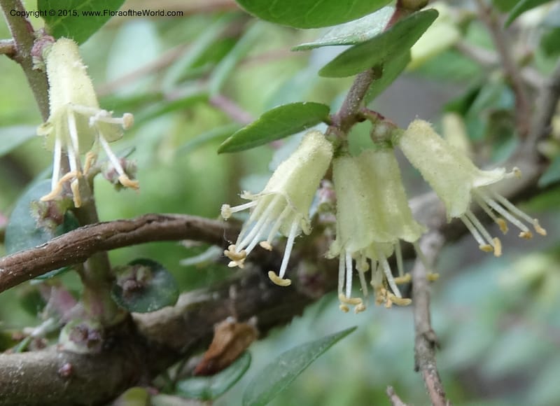 Lonicera, Boufford, D 43595--China. Sichuan. Tudiling Tunnel. 6 May 2014. DSC03860 (47).JPG