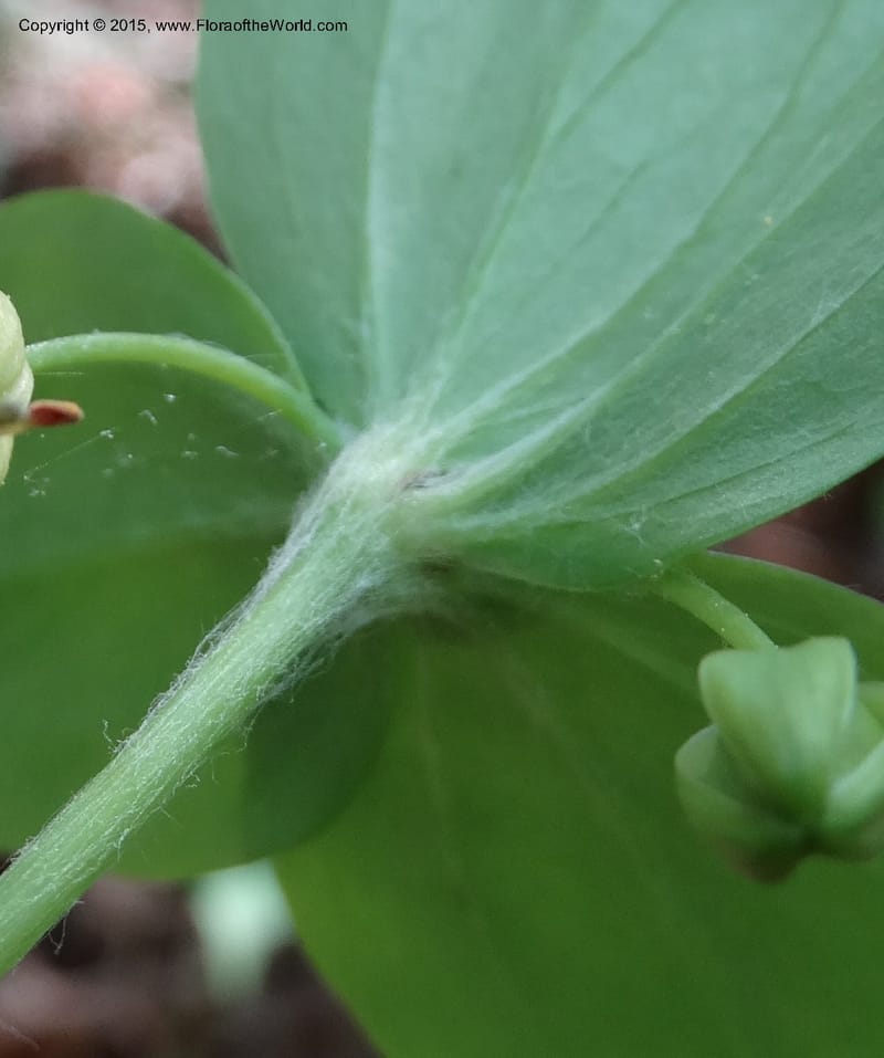 Mediola virginiana, Davidson, C 12947--North Carolina. Trans. Co. W Cradle of For. 11 May 2015. DSC03837 (59).JPG