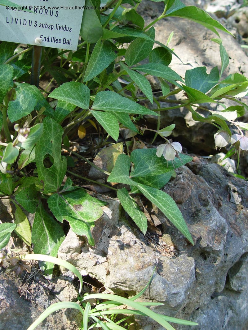 Helleborus lividus--Spain. Blanes. Marimurtra Bot. Gard. 24 Apr 04. 039.jpg