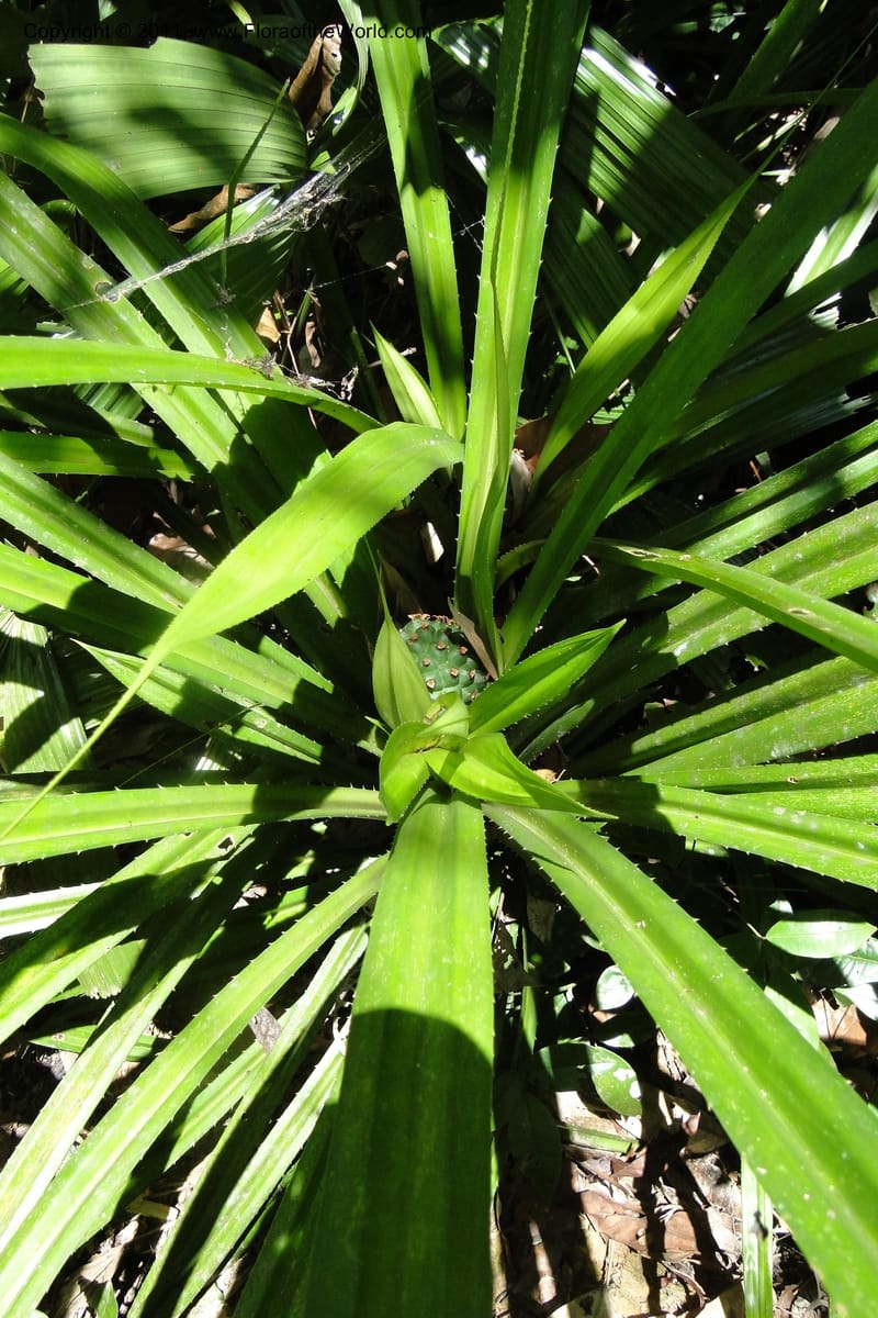 Pandanus tonkinensis, Regalado 1861--Viet Nam. Unknown mountain. 10 May 2011. 162 (41).jpg