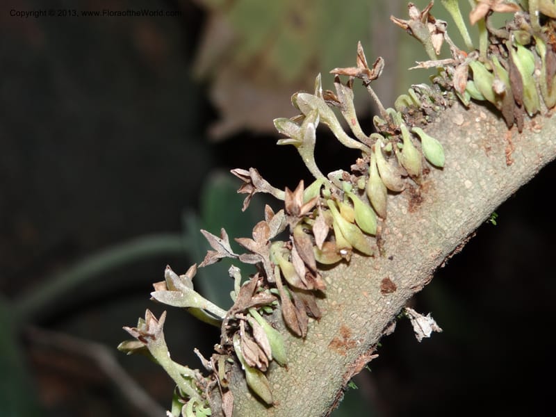 Monophyllaea singularis, S.98866--Sarawak. Fairy Cave. 27 Mar 2012. DSC05645 (10).JPG