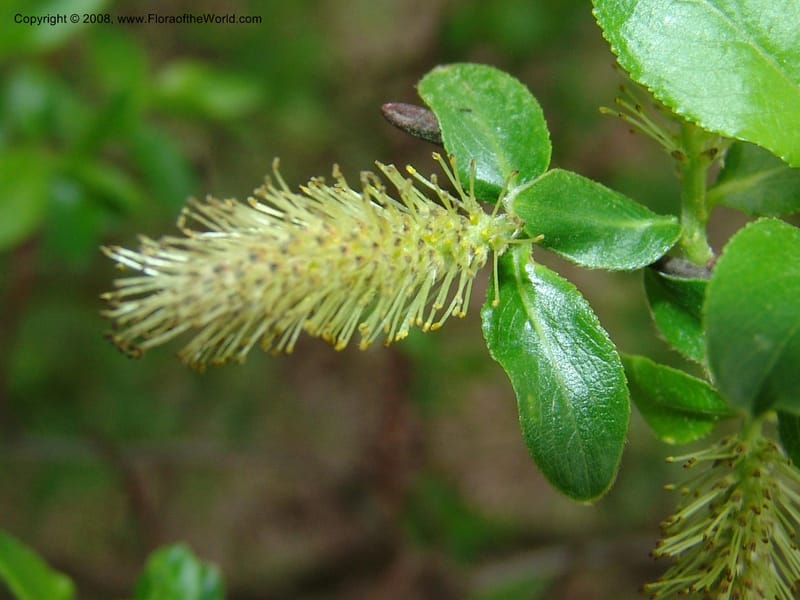 Salix--Georgia. Kazbeki . Trail-road to Sameba Church. 2 Jun 05. 227.jpg