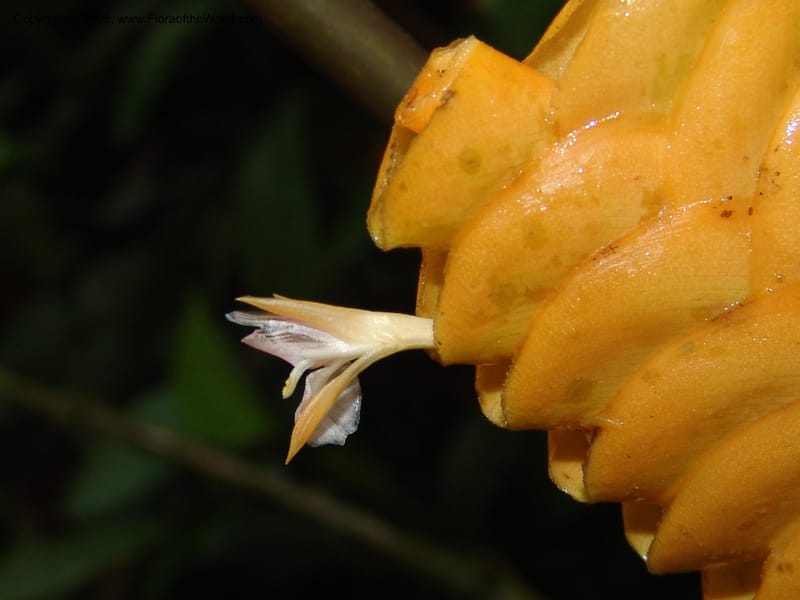 Calathea crotalifera, Croat95227--Ecuador. Prov. Esmeraldas. Rio San Juan. 23 Feb 05. 151.jpg