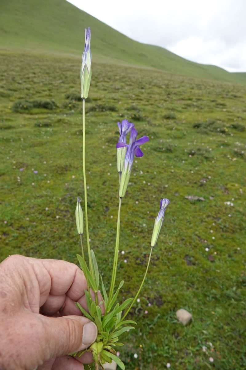Gentianopsis paludosa var paludosa, D. Boufford 44046--China. Sichuan. Yajiang Xian, between Litang and Yajiang. 16 Aug 2017. DSC06537 (50).JPG