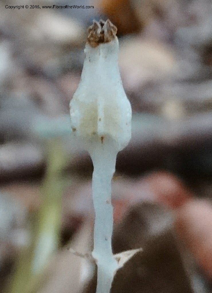 Gymnosiphon, Davidson, C 12890--Sabah. Sapa Paya For. Res. 23 Mar 2015. DSC00001 (191).JPG