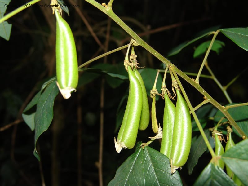 Crotalaria--Kenya. Limuru. Forest fragment near Brackenhurst Ctr. 11 Jul 04. 027.jpg