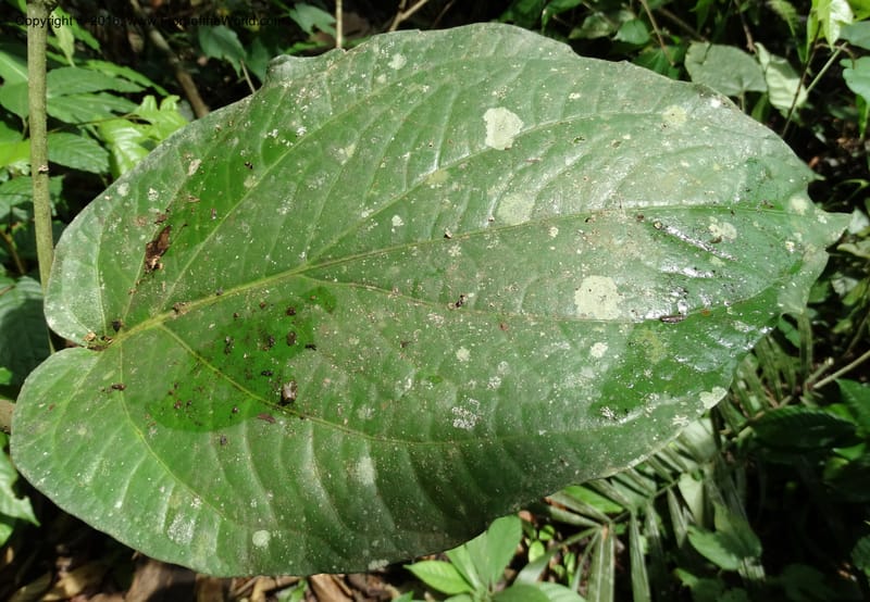 Piper, Davidson, C 12746--Sabah. Sg. Nelumad. 12 Oct 2014. DSC04383 (48).JPG
