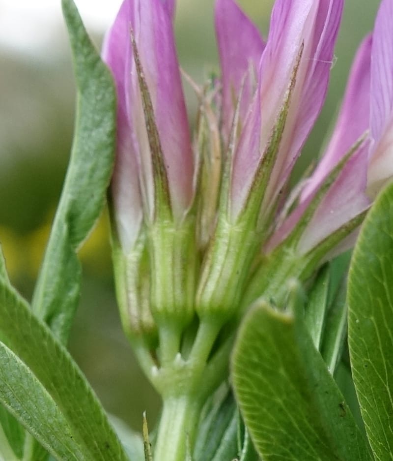Trifolium alpinum, Davidson, C 13240--Switzerland. Furkapass. 1 Jul 2016. DSC06826 (607).JPG