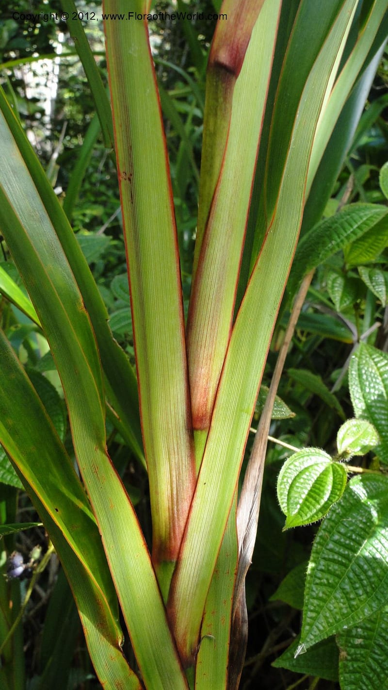 Dianella ensifolia, A. Ramahefaharivelo 168--Madagascar. Ambolotara. Ambodini, Vatovavy. 3 May 2010 177 (40).jpg