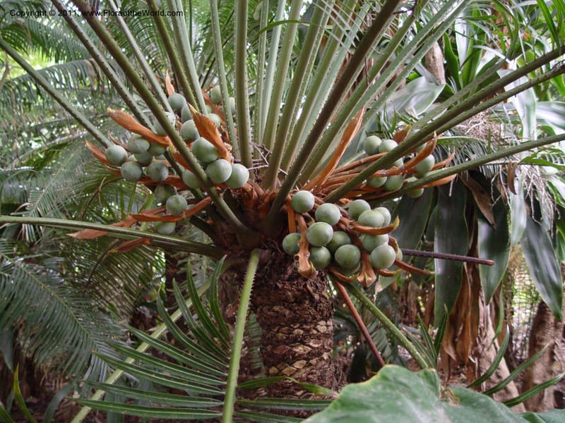 Cycas rumphii--So Afr. Durban Bot. Gard. 3 Oct 03. 020.jpg