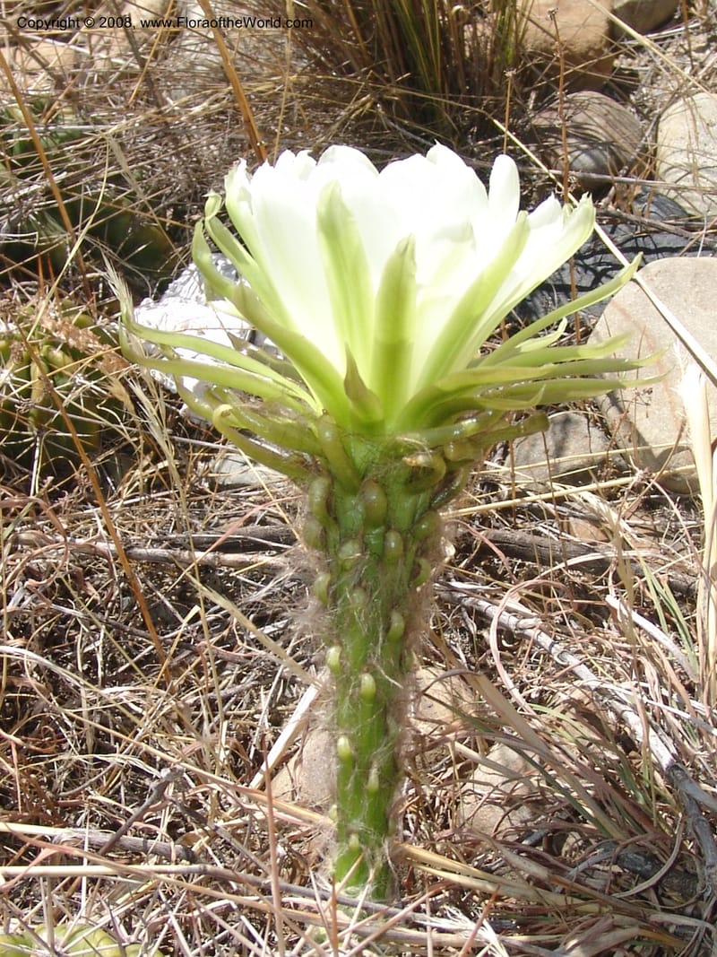 Echinopsis bridgesii--Bolivia. La Paz. Send. Aguila. 4 Dec 04. 136.jpg